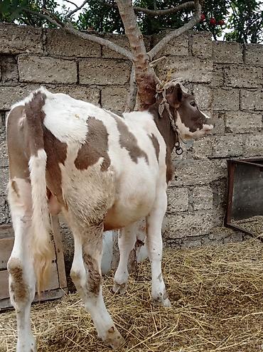 sudluk inek satisi: Bir Erkey bir dişisi Erkey 6aylıqdı dişi smental arginal avsdralyadı — 8