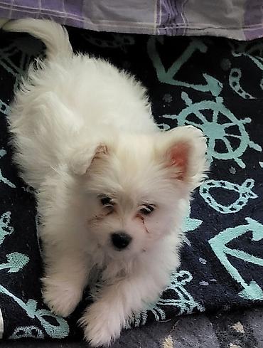 Psi: Na prodaju musko stene maltezera,ostenjen 23.11.2025,bela svilenkasta — 2