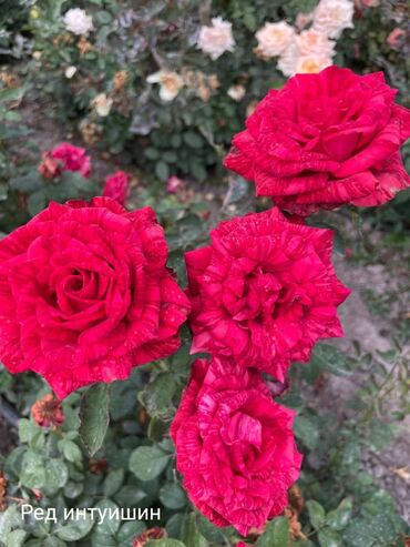 Розы разных цветов саженцы оптом и в розницу, отправим в другой
