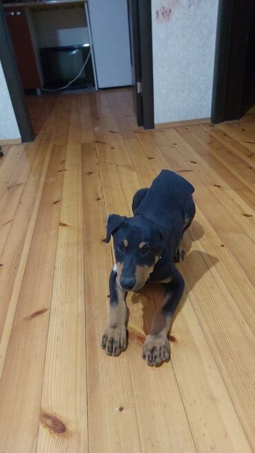 it üçün evlər: Doberman, 6 ay, Erkek, Peyvəndli, Ünvandan götürmə