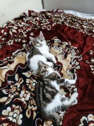 Pişiklər: Türk anqora, Dişi, Yaxşı əllərə, Ünvandan götürmə -da lalafo.az — 22 Pişiklər: Türk anqora, Dişi, Yaxşı əllərə, Ünvandan götürmə — 22