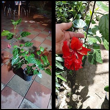 dekor isiq: Qırmızı ətirşah hibiskus (Hibiscus rosa‑sinensis) – qapalı və açıq — 1