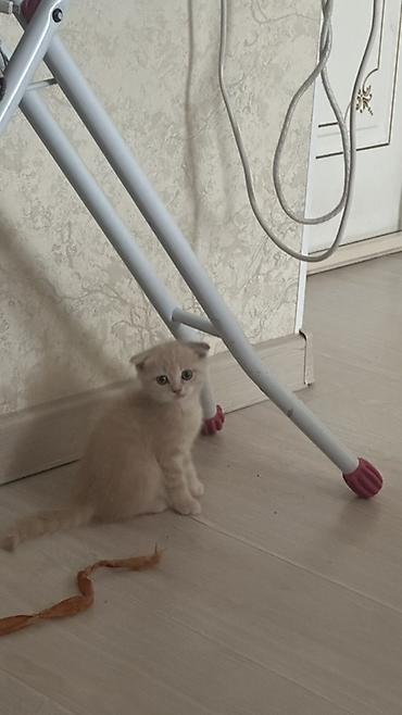 британский короткошерстный кот: Скотиш Фолд (Шотландская вислоухая), 2 месяца, Мальчик, Золотая шиншилла, Приучена к лотку — 1