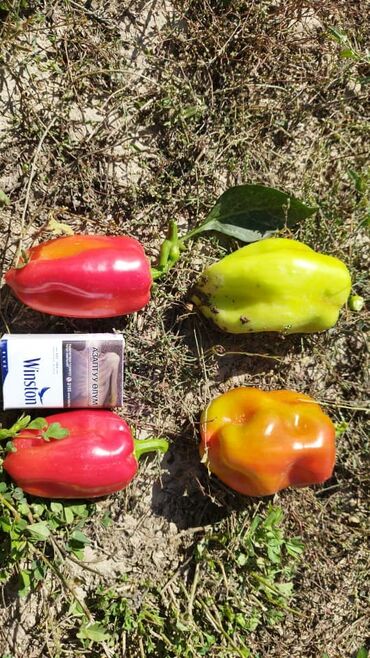 оптом тетради: Продаю перец на фуру Оптом сорт Талас 80-90% красных,3 гектара,цена на