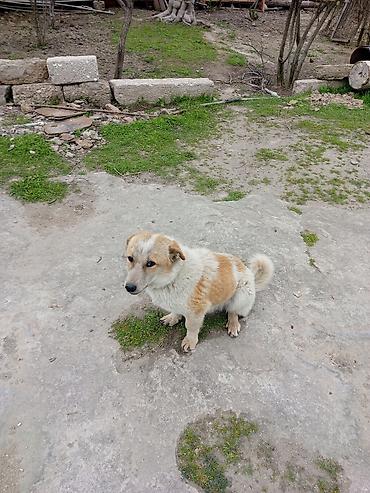 koker spaniel satilir: 9 ay, Erkək, Peyvəndli, Ödənişli çatdırılma — 4