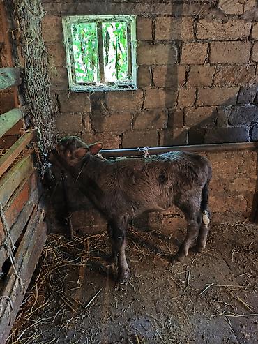 bala it: 3 cu balasidi. 20 gundu dogub super balasi var sekilde gorunur — 5
