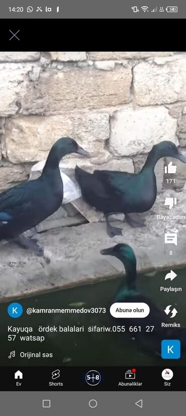 Hinduşka: Erkək, Kanada, Holland, Amerika, Damazlıq, Pulsuz çatdırılma — 22