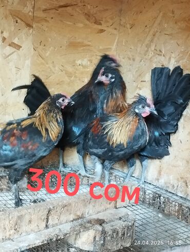 Птицы: Продаю петушков карликов 5 штук 3х месячные