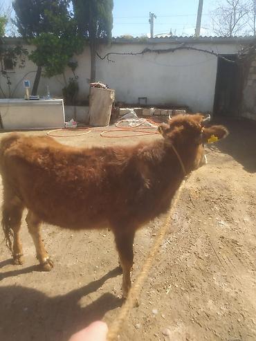 Dana, buzov: Dana, buzov — 1