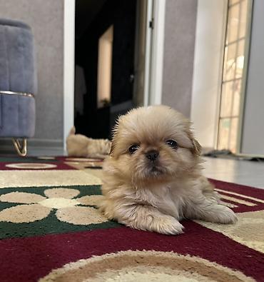 İtlər: Pekines — 7