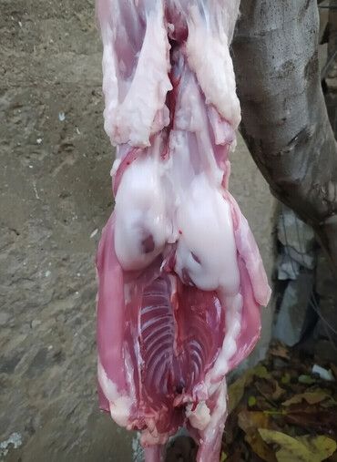 Ət: Dovşan eti halal kesilmiş halal ceki 1 ededi gelir 1k.800q. 1k.500q -da lalafo.az — 1 Ət: Dovşan eti halal kesilmiş halal ceki 1 ededi gelir 1k.800q. 1k.500q — 1