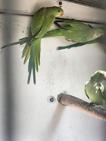Ожереловые попугаи (Ring-necked Parakeet) - Вид: ожереловый попугай at lalafo.kg Ожереловые попугаи (Ring-necked Parakeet) - Вид: ожереловый попугай