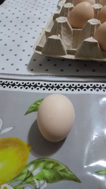яйца: Продам куриные яйца Место: Кочкор, Нарынская область Цена