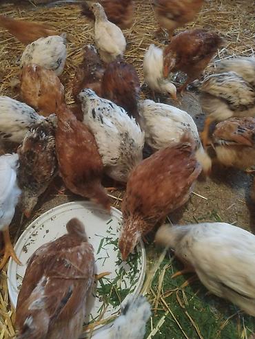 Cücələr: Toyuq cücələri, Ətlik — 7