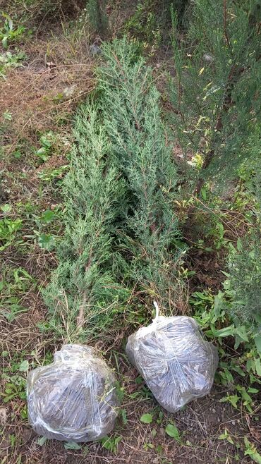 Digər bitkilər: Thuja/ardıc şitilləri – torpaq topu ilə Məhsul təsviri: - Növ