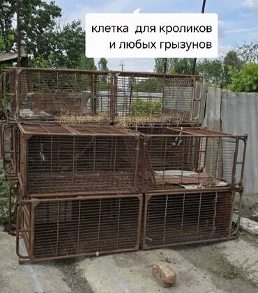 калифорния соолжан: Клетки 5 штук.цена указана за одну клетку