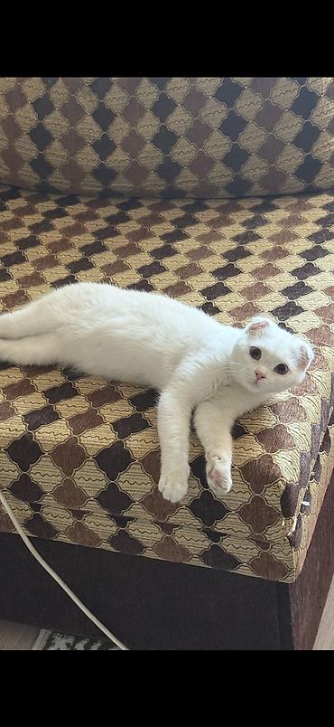 1 мальчик 2 котёнка: Кошка даром: Скотиш Фолд (Шотландская вислоухая), 1 год, Мальчик, Кастрирована, Приучена к лотку, С прививками — 1