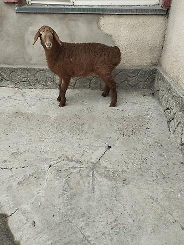 Баран, овца: Продаю | Овца (самка) | Арашан | Для разведения | Племенные — 7