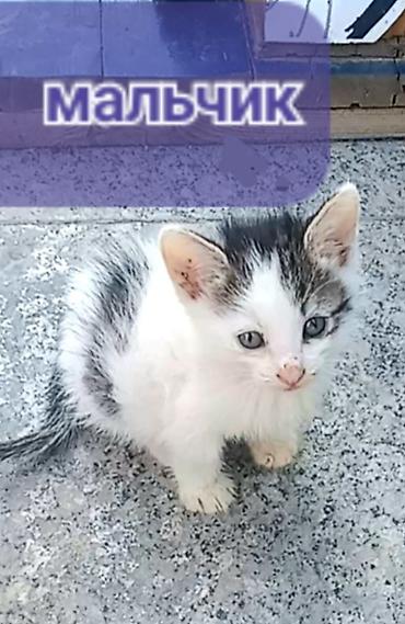 Pişiklər: Erkək, Yaxşı əllərə — 4