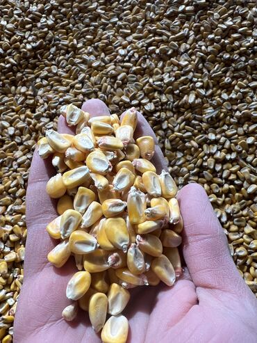 куплю семена ячменя: Семена и саженцы Кукурузы