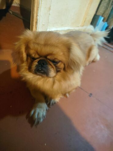 İtlər: Pekingese, 1 year dog, Female dog, Ünvandan götürmə