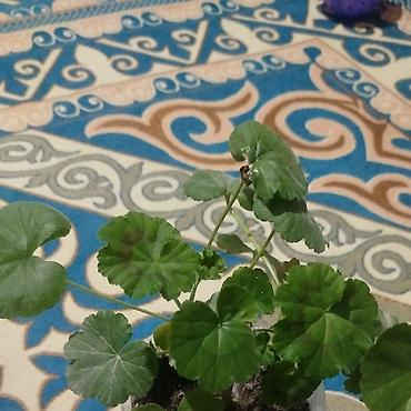 Герани и пеларгонии: Сортовой герандар сатылат. Баасы келишим турдо 300 сомдон жогору. - — 9