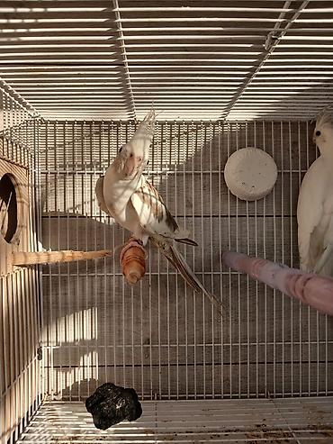 Tutuquşları: Nymph (kokatiel) quşları – müxtəlif rəng növləri - Növ: Nymph parrot — 5