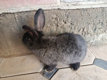 Декоративные кролики: Срочно продается оптом Кролика 4 самки 1 самец парода 3 самка фландр и — 1