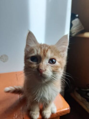 пропал рыжий кот: Кошка даром: Беспородная, 3 месяца, Мальчик