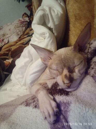 котята донского сфинкса: Куплю Сфинкс кошку,не важно девочка или мальчик,можно и взрослого