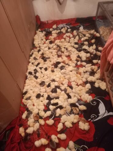Птицы: Продаю цыплят несушек по 55с-есть подростки в наличие разных возрастов