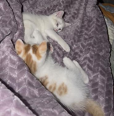 рыжие котята бесплатно: Отдам даром (бесплатно) котят в хорошие, добрые руки Рыжая - девочка — 3