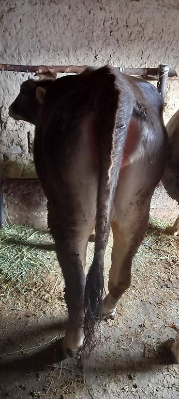 Коровы, быки: Продаю | Бык (самец) | На забой | Привязанные — 5