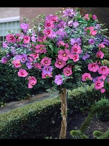 Другие фруктовые и ягодные растения: Саженцы плодовых культур (разные сорта) оптом и в розницу. Успейте — 32