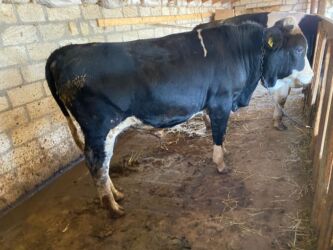 Inəklər, öküzlər: Erkək, il: 1, 170 kq, Ətlik, Ünvandan götürmə -da lalafo.az — 13 Inəklər, öküzlər: Erkək, il: 1, 170 kq, Ətlik, Ünvandan götürmə — 13