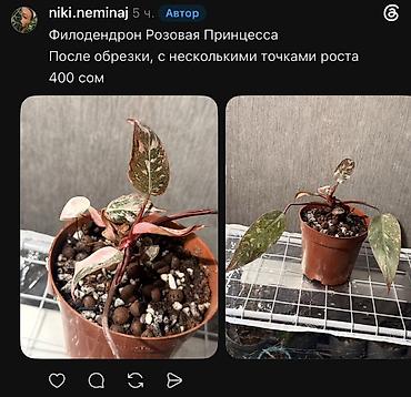 Фикустар: Внимание, освобождаю полки. Фикусы, сингониумы, Филодендроны детки — 5