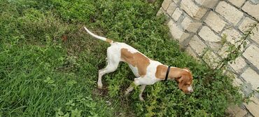 heyvanlara verilen xususi adlar: - Cins: Pointer - Rəng: Ağ, qəhvəyi ləkələrlə - Tükün Uzunluğu: Qısa -