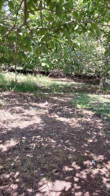 Torpaq sahələrinin satışı: 8 sot, Tikinti, Maklerlər narahat etməsin, Kupça (Çıxarış) — 5