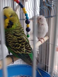 Tutuquşları: Quşlar satılır!Hazır cütdülər,hal-hazırda yumurtaya hazırlaşırlar, ağ — 9