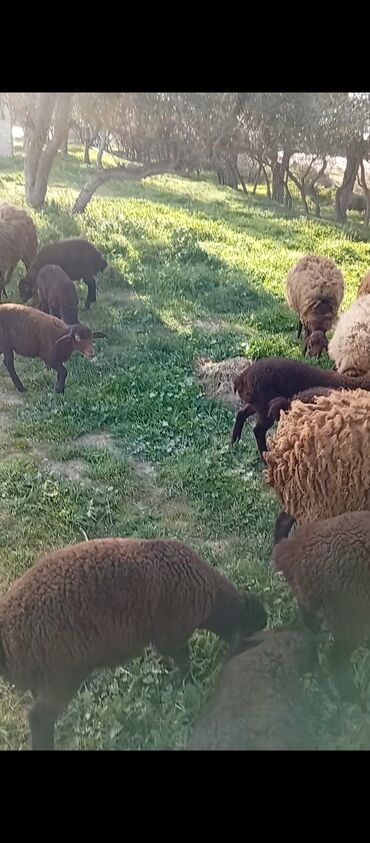 qurbanliq quzu: Quzu
