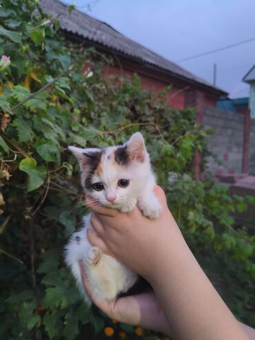 Отдам даром кошку: Кошка даром: Беспородная, 2 месяца, Девочка
