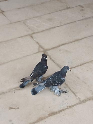 Quşlar: Cüt rəngarəng göyərçin - Növ: dekorativ/oyun göyərçinləri, lələkli — 2