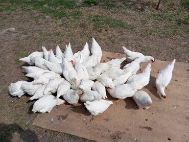 продаю музоо торпок корова самка бык самец айрширская ангус алатауская на забой для разведения на откорм племенные нетель привязанные: Сатам | Тооктор | Жумуртка туудуруу үчүн