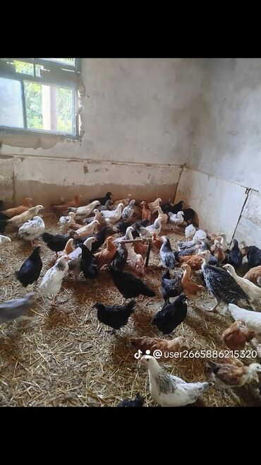 toptan toyuq satisi: Куриные цыплята, Для мяса, Самовывоз