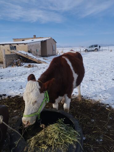 Коровы, быки: Продаю | Корова (самка) | Для молока | Привязанные — 7