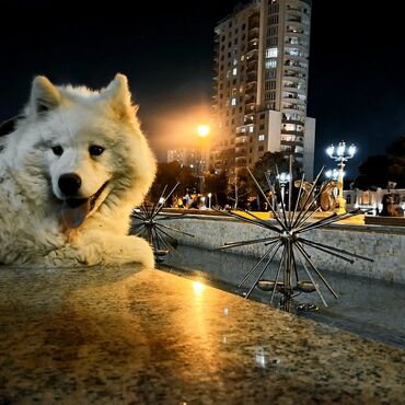 İtlər: Samoyed, 7 ay, Dişi, Peyvəndli, Ünvandan götürmə