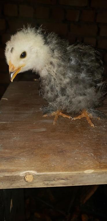 Куры, петухи: Продаю | Цыплята | Для разведения — 10