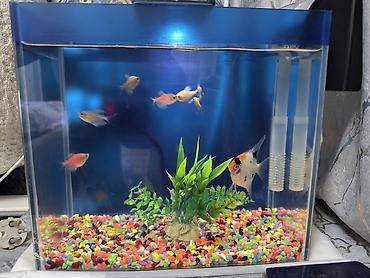 xiaomi akvarium: Dördbucaq akvarium, Balıqlarla birlikdə, 10 l, Ünvandan götürmə — 2