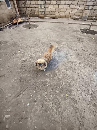 itler doberman: Pekines, 1 il, Erkək — 3