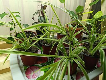 зеленый орук: Хлорофитум (Chlorophytum comosum) в горшках - Разновидность с — 1
